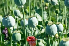 300 Mammoth Poppy Seeds for Planting