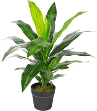 Naturae Decor Dracaena Plant - Lifelike Artificial Indoor House Plant - 25 in Hi