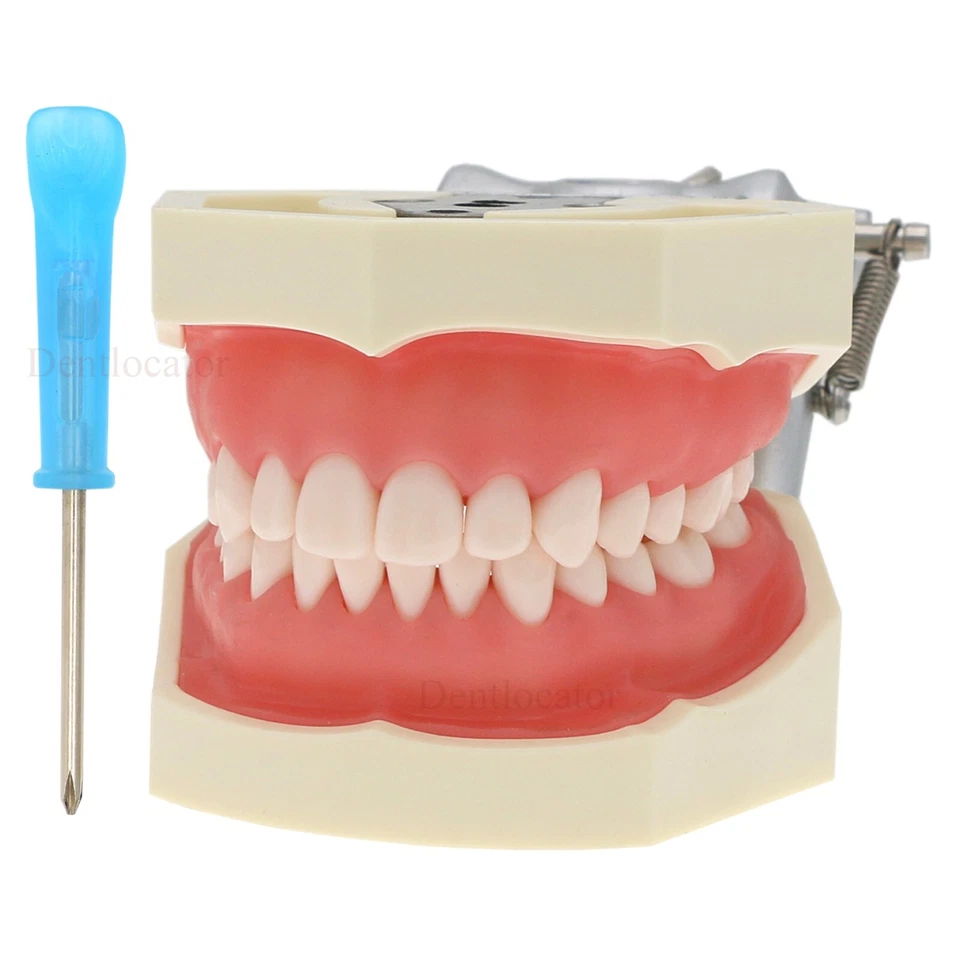 США Kilgore Nissin 200 тип стоматологический Typodont модель M8011 28 шт. съемные зубы - Изображение 2 из 4