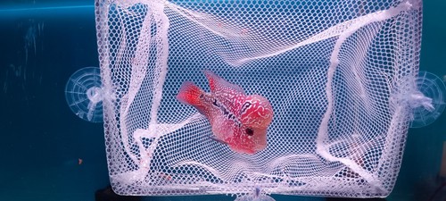 A+++ Live Flowerhorn fish male Super big kok head Size 2.5" -3.0" - Picture 4 of 11