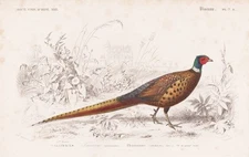 pheasant pheasant Phasianus colchicus bird bird engraving steel engraving Orbigny 1861