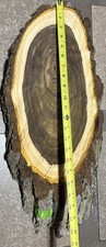 Fresh Cut Walnut 1. 22”x 10” x 2” Wood. Live Edge