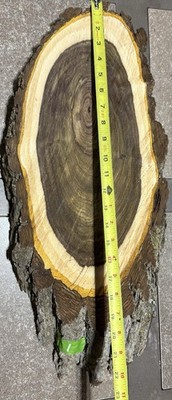 Fresh Cut Walnut 1. 22 x 10  x 2  Wood. Live Edge