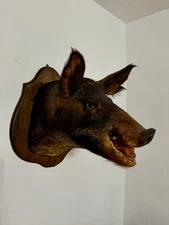 Huge Wild Boars Head Mount Taxidermy Pig
