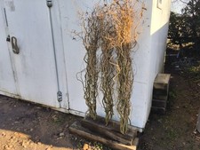 Twisted Willow Bunches