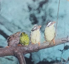 Grosbeaks, Cowbird, Scarlet Tanager, c1940 Magic Lantern Glass Slide