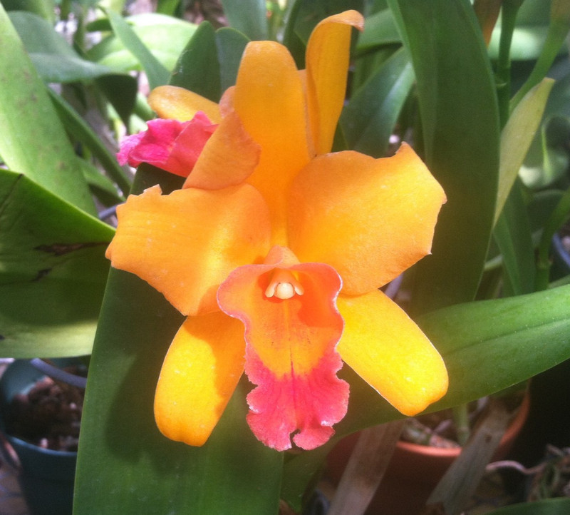 Blc. Carolina Glow `The Bob' Original Division Cattleya Orchid Plant