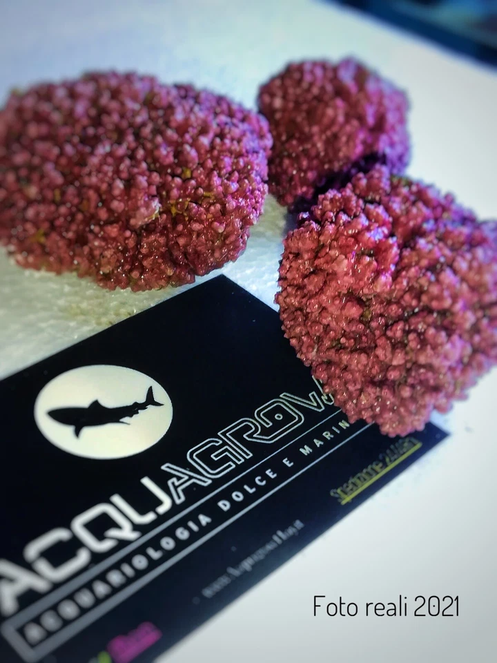 🚨✅🔥NEW! Starter Kit x3 Alghe Coralline Viola Acquario Marino Rocce Vive Calcar - Immagine 3 di 4