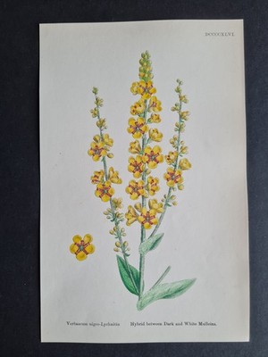 Antique 1873 print - English Botany - Verbascum nigro-Lychinitis - Mulleins