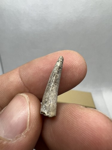 Very Rara Megalosauridae Tooth Dinosauro Dente Fossile Fossil - Bild 4 von 10
