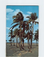 Postcard Typical Setting of Florida Palm Trees USA