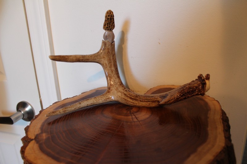 Carved Yellow Morel Mushroom on a Shed Whitetail Antler Main Beam