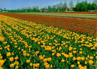 c1970 Tulip Field Lisse Sonia Utrecht BL5 Postcard