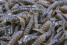 3" Pumpkinseed Twister Tail Grubs Walleye Bass Soft Plastic Fishing Lures