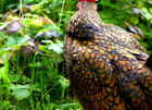 15 NPIP/AI Clean Golden Sebright Bantam Hatching Eggs SHOW QUALITY GRADE A+++ — photo 5