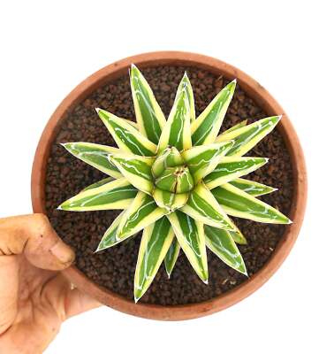 Agave victoriae-reginae cv ''Shin Yuki Yama'' VARIEGATED -