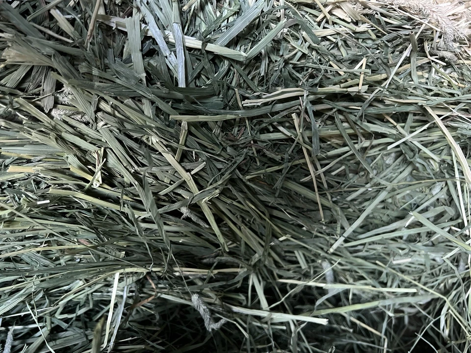 Heno Timothy para conejos, conejillo de indias, chinchilla, cabra, caballo Foto 4 de 4