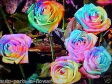 10 SEEDS   LG. ENCHANTED DAY DREAM  ROSE FLOWER SEEDS    U.S.A. TEXAS SHIPPED