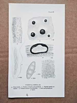 Beispiel britischer Flechten: Pyrenula Nitida - antiker Botanikdruck - 1926