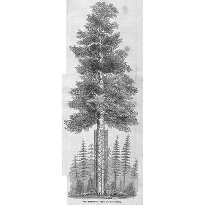 CALIFORNIA The Mammoth Tree - Antique Print 1856