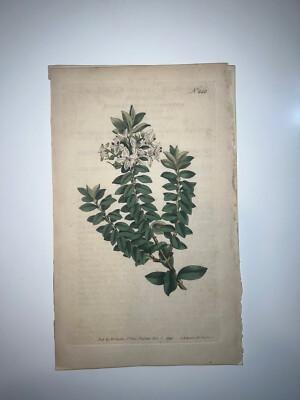 Curtis Botanical Early 19th Century H/C Engraving 1st Edition Speedwell 242