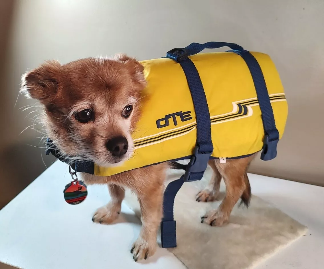 Ez dog 2025 life jacket