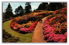 Azaleas In Bloom Washington Park Portland Oregon Postcard