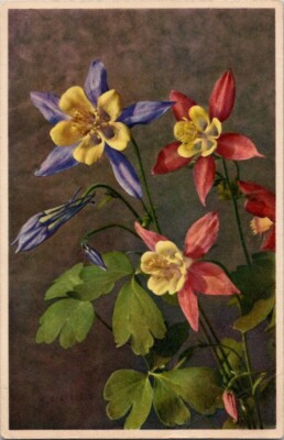 Capon's Feather Columbine Flowers Vintage Postcard Wpc6