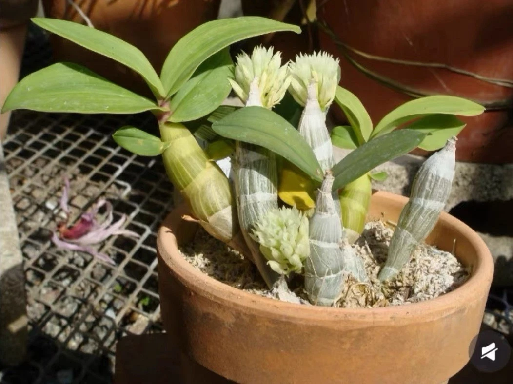 Dendrobium capituliflorum Rolfe Rare Species Orchid New Guinea Established Plant
Opens in a new wind