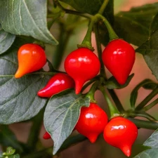 20 - Pepper Seeds - Fresh Harvest of Authentic 2025 - Biquinho Red - B 10