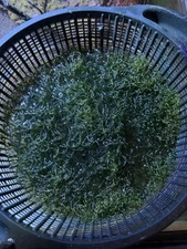 2" Frag Chaetomorpha Macro Algae Chaeto for Copepods Amphipod Reef