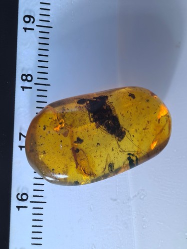 adult Cretaceous roach Burmite Myanmar Burmese Amber insect fossil dinosaur age - Picture 9 of 9