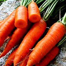 Red Cored Chantenay Carrot 300 SEEDS NON-GMO BUY 4 ITEMS GET FREE SHIPPING