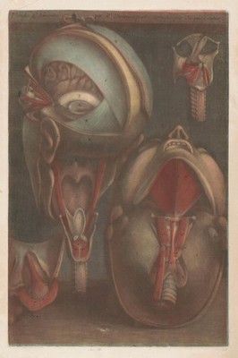 19th Century Anatomical Illustration Poster    - 24x36  Premium Matte Paper