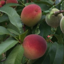 5x 8-10" L Fresh cuttings of Belle of Georgia Peach Prunus persica
