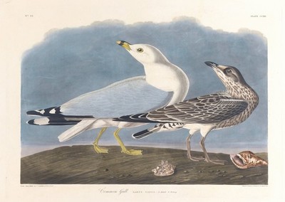Stunning Seagull Wall Art Coastal Nature Decor Vintage Natur Ozean