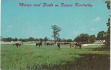 Blue Grass Horse Farm Lexington Kentucky KY. Chrome Postcard