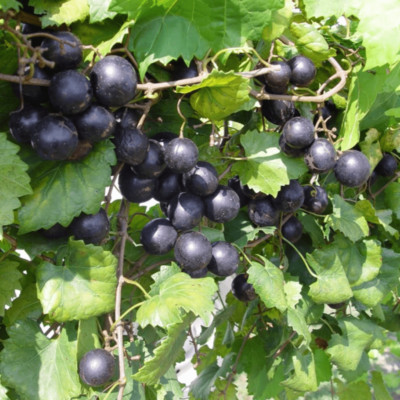 1 Nesbitt Muscadine Live Grape Vine Plant - 1-2 yr Old - Ready for ...