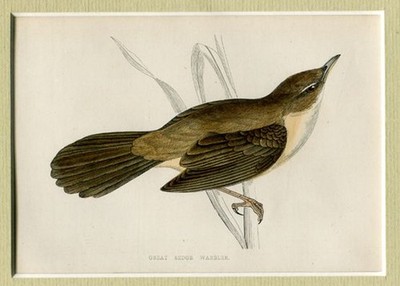 Schilfrohrsänger (Great Sedge Warbler) - Farblithographie mit Keilschnitt-Passep