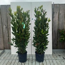 2 x Laurus nobilis Bay leaf evergreen plant 80 - 100 cm in a 3 litre pot