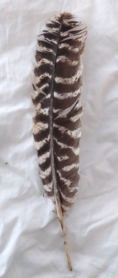 Feather  14 x 3'' Found Our CT. Yard! Taxidermy Craft Dog Train Hunt