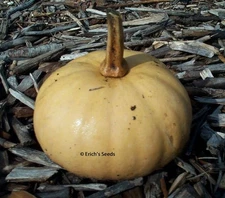15 Seminole Pumpkin Seeds Organic Fresh Seeds August 2025 BONUS Growing, Cooking