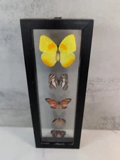 5 Real Taxidermy Butterflies Showcased in Black Framed