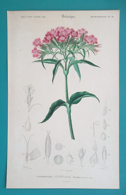 SWEET WILLIAM Flower Carnation Genus Dianthus - 1849 COLOR Botanical Print