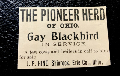1900 Hine Farm Cattle Advertising - Shinrock - Ohio - Cow