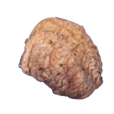 Praying Mantis Egg