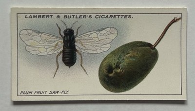 Lambert & Butler Garden Life No16 Plum Fruit Sawfly Tobacco Card CC7