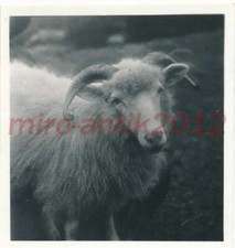 Foto, Nachl. Karl Gissenler, allevamento di pecore sull'alpe polacca, 5026-425