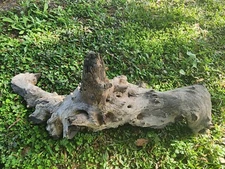 WYSIWYG XXL One Of A Kind Mopani Driftwood Aquarium/Reptile Tank