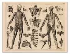 ANTHROPOLOGY–ANATOMY OF THE MUSCLES AND LIGAMENTS Vintage 17x22" Art Print